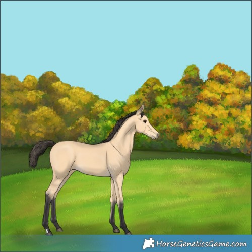 Horse Color:Buckskin 