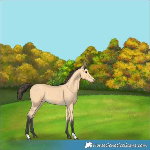 Horse Color:Buckskin
