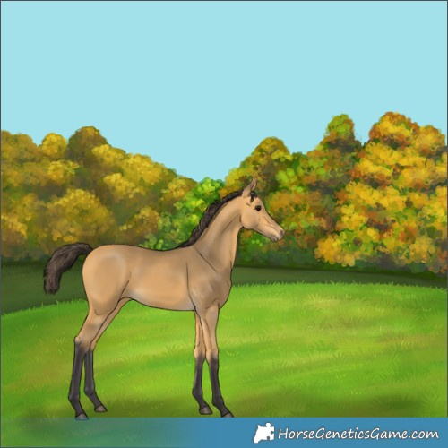 Horse Color:Buckskin