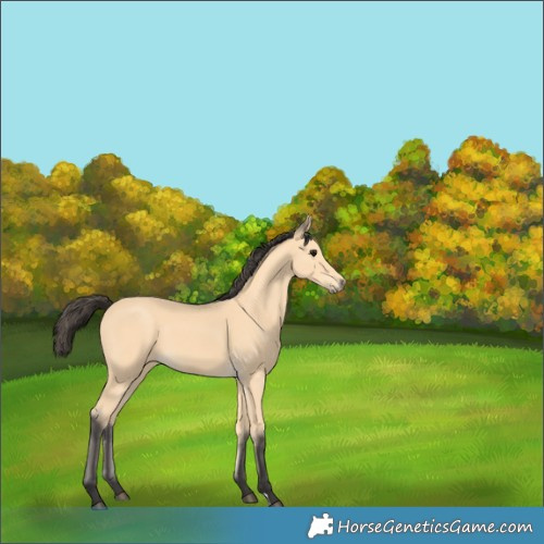 Horse Color:Buckskin
