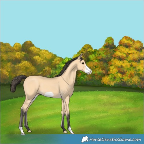 Horse Color:Buckskin Frame