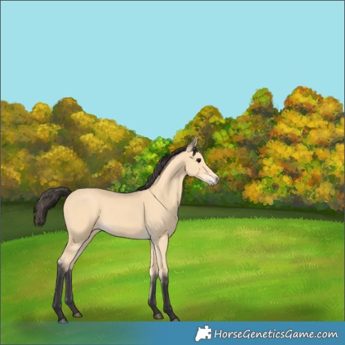 Horse Color:Buckskin 