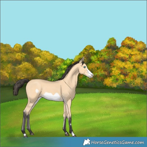 Horse Color:Buckskin Frame 