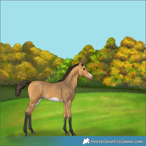 Horse Color:Buckskin Frame 