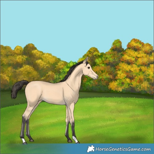 Horse Color:Buckskin