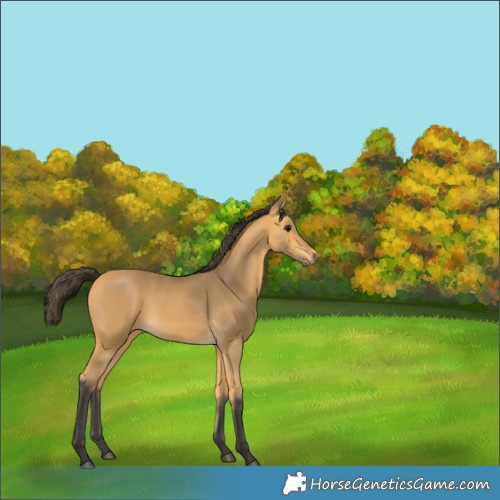 Horse Color:Buckskin 