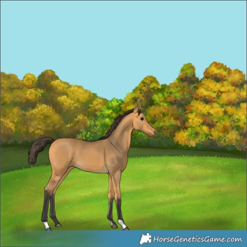Horse Color:Buckskin 