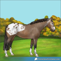 Horse Color:Gray Brown Dun Varnish