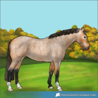 Horse Color:Gray Buckskin Roan