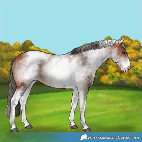 Horse Color:White Spotted Bay Appaloosa
