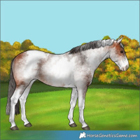 Horse Color:White Spotted Bay Blanket 