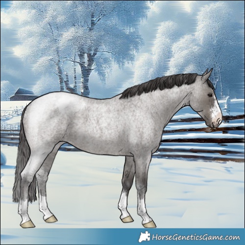 Horse Color:Grullo Roan Appaloosa