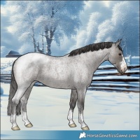 Horse Color:Grullo Roan Varnish 