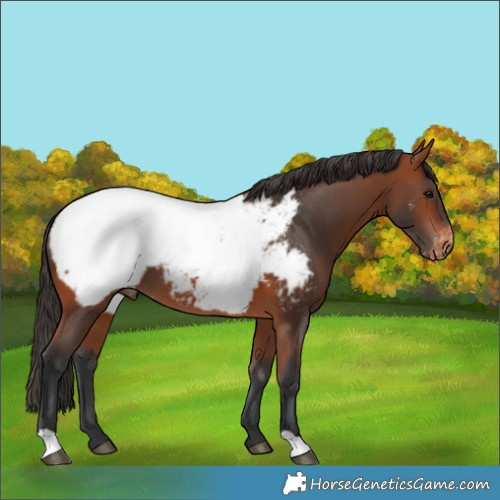 Horse Color:Bay Appaloosa 
