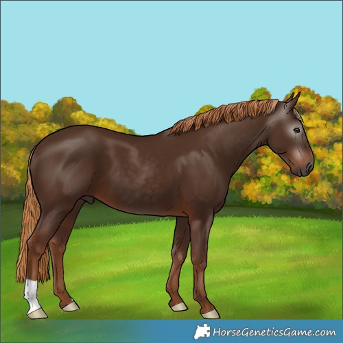 Horse Color:Gray Chestnut 