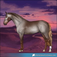 Horse Color:Gray Chestnut