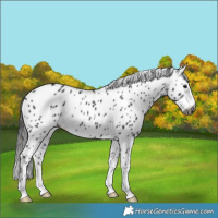 Horse Color:Gray Black Leopard