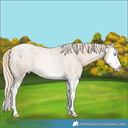 Horse Color:Chocolate Palomino Roan Pearl Splash Rabicano 