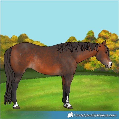 Horse Color:Bay Rabicano 