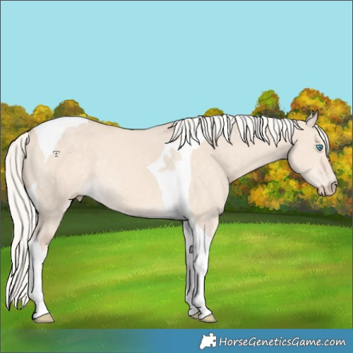 Horse Color:Cremello Dun Tobiano 
