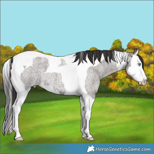 Horse Color:Smoky Grullo Roan Splash Tobiano
