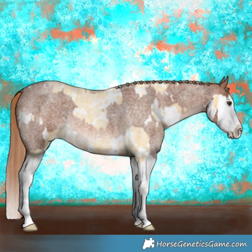 Horse Color:White Spotted Palomino Roan Splash Appaloosa  and White Spotted Red Roan Splash 
