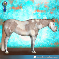 Horse Color:White Spotted Palomino Roan Splash Appaloosa and White Spotted Red Roan Splash