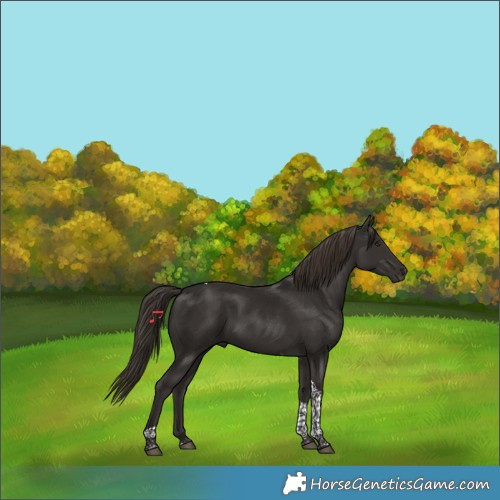 Horse Color:Liver Chestnut Tobiano