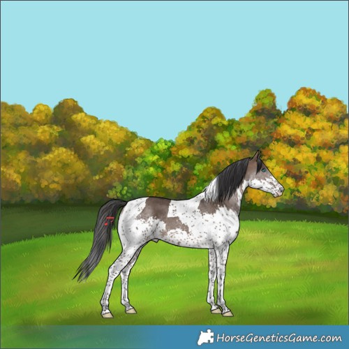Horse Color:Brown Dun Splash Tobiano Brindle 