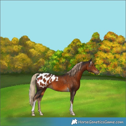 Horse Color:Gray Chocolate Palomino Tobiano Appaloosa 