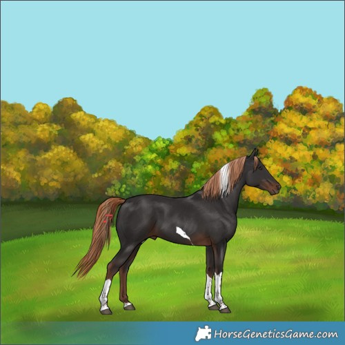 Horse Color:Liver Chestnut Tobiano