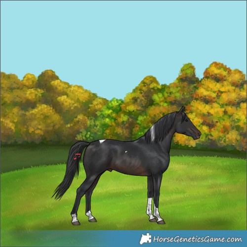 Horse Color:Brown Tobiano 