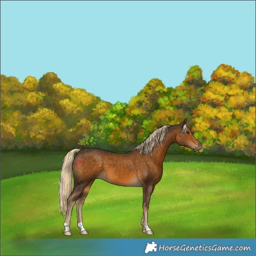 Horse Color:Chocolate Palomino