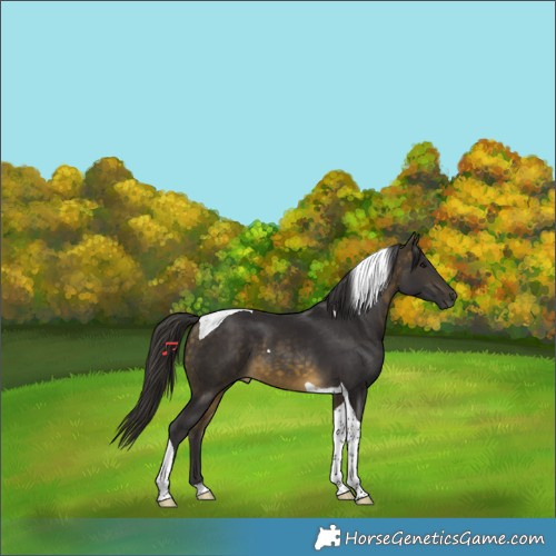 Horse Color:Buckskin Tobiano 