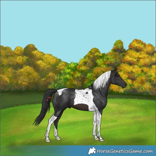 Horse Color:Brown Tobiano 