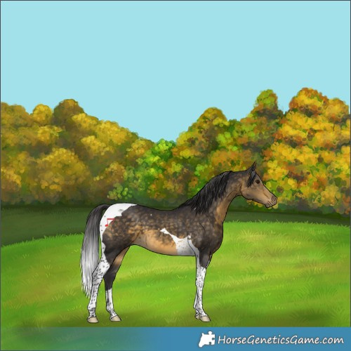 Horse Color:Buckskin Tobiano 