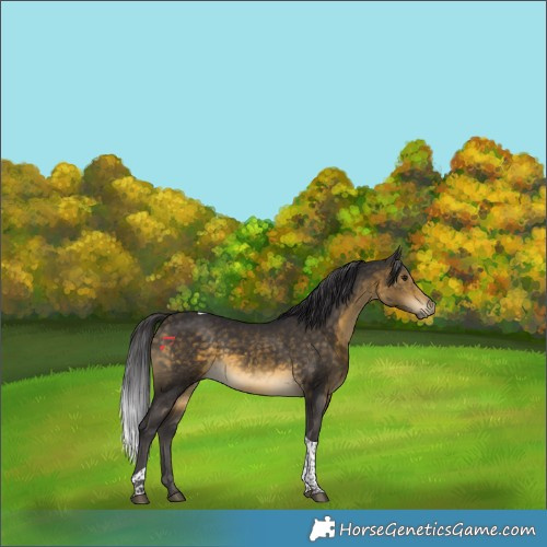 Horse Color:Buckskin Tobiano 