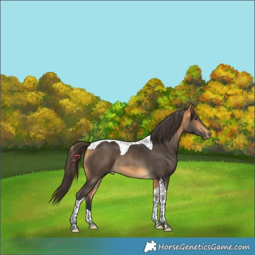 Horse Color:Buckskin Tobiano 
