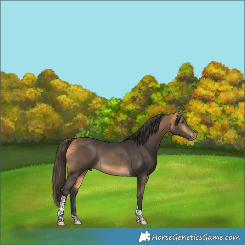 Horse Color:Buckskin Tobiano 