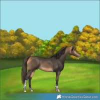 Horse Color:Buckskin Tobiano
