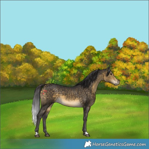 Horse Color:Buckskin