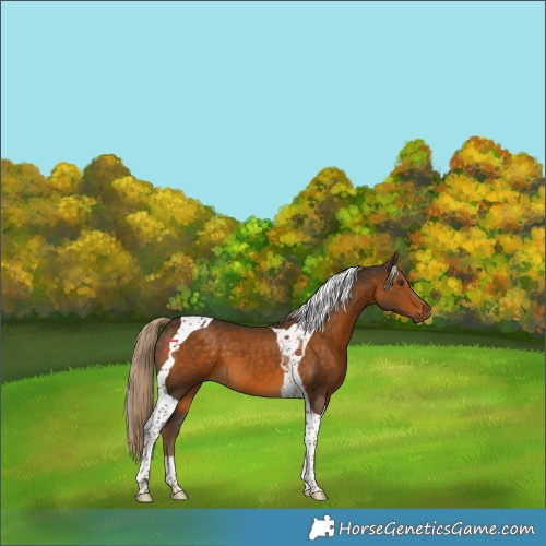 Horse Color:Chocolate Palomino Tobiano 
