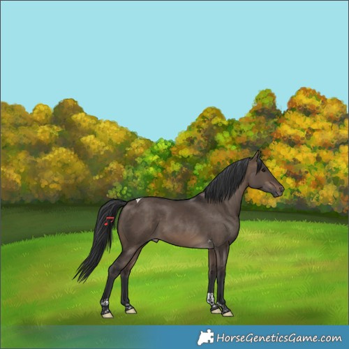 Horse Color:Brown Dun Tobiano 