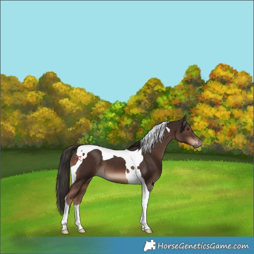 Horse Color:Liver Chestnut Tobiano 