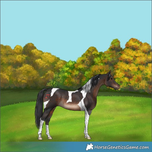 Horse Color:Brown Tobiano Rabicano 