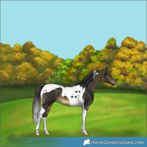 Horse Color:Buckskin Tobiano