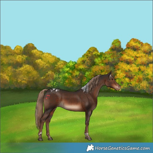 Horse Color:Liver Chestnut Tobiano Appaloosa Rabicano 
