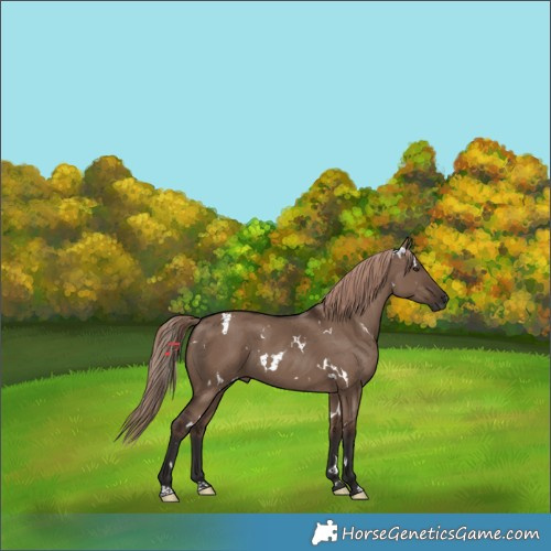 Horse Color:White Spotted Liver Red Dun 