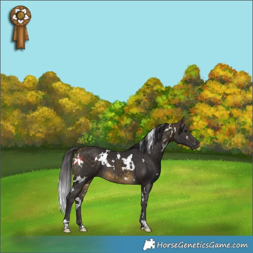 Horse Color:White Spotted Buckskin 