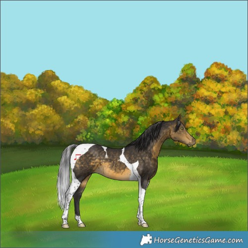 Horse Color:Buckskin Tobiano 